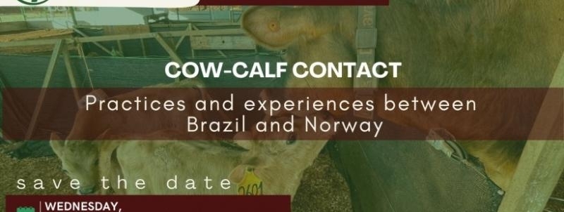 Evento: Cow-calf contact - Practices and experiences between Brazil and Norway